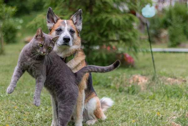Cat and dog are inseparable friends