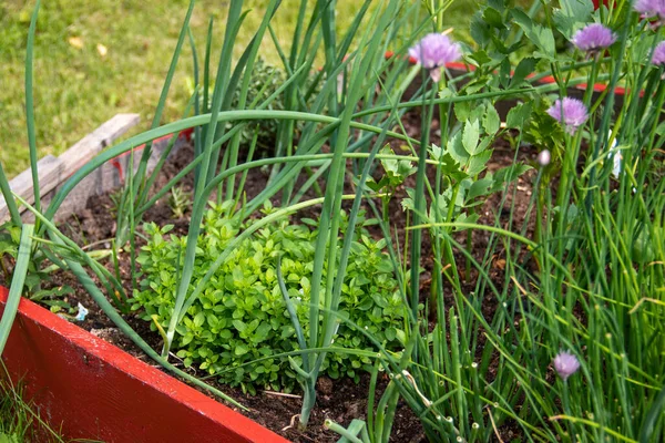 Verschiedenes Gemüse Und Kräuter Einem Beet Garten — Stockfoto