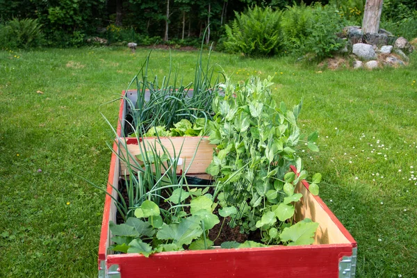 Verschiedenes Gemüse Und Kräuter Einem Beet Garten — Stockfoto