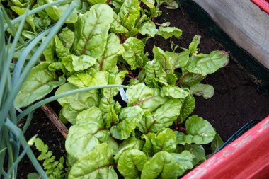 Soğan ve pazı gibi çeşitli bitkilerle birlikte sebze tarlası.
