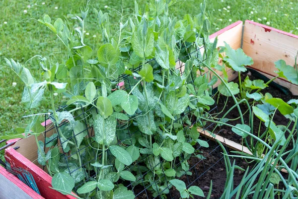 Vegetable patch with various plants, such as peas