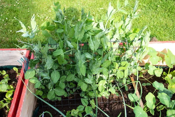 Bahçedeki Bir Yatakta Çeşitli Sebzeler Otlar - Stok İmaj