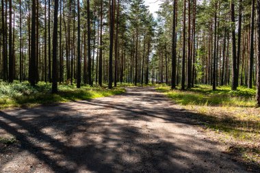 Güneşli, aydınlık bir ormanın manzarası. Dar bir orman yolu yaz günü.