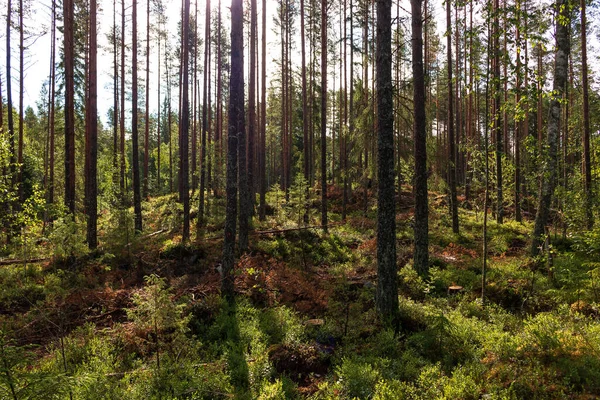 Vista Bosque Parcialmente Deforestado Suecia — Foto de Stock