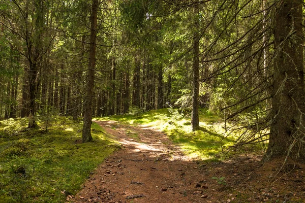 Vista Bosque Soleado Ligero Con Estrecho Sendero Forestal Una Suma — Foto de Stock