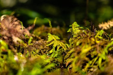 Çeşitli bitki ve yosunlarla orman zeminine yakın çekim
