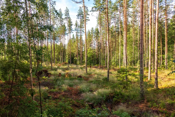 Pohled Částečně Odlesněný Les Švédsku — Stock fotografie