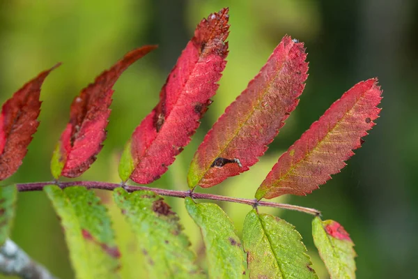 Autum Nella Foresta — Foto Stock