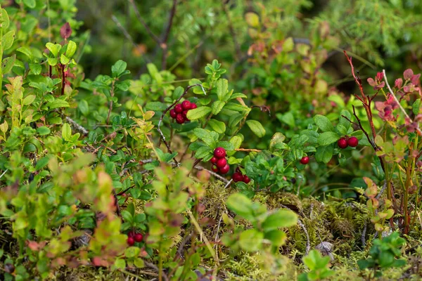 Autum Forest — Stock Photo, Image