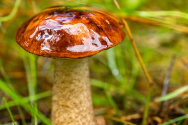 Ormanda güzel renklerde sonbahar bitkileri