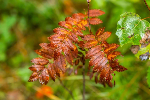 Plantas Outonais Floresta Cores Bonitas — Fotografia de Stock