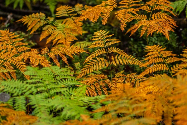 Piante Autunnali Nella Foresta Bei Colori — Foto Stock