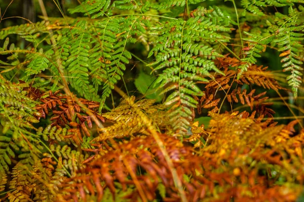 Plantas Outonais Floresta Cores Bonitas — Fotografia de Stock