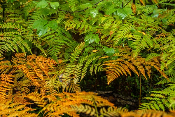 Höstens Växter Skogen Vackra Färger — Stockfoto