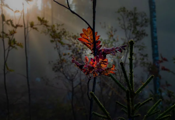 Höstlöv Färgade Vackra Färger Som Indian Summer — Stockfoto