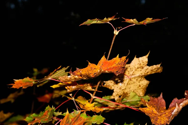 Foglie Autunnali Colorate Bellissimi Colori Come Estate Indiana — Foto Stock