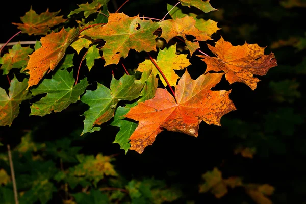 Foglie Autunnali Colorate Bellissimi Colori Come Estate Indiana — Foto Stock