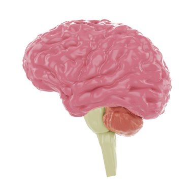 Profilde insan beyni modeli, izole edilmiş, 3 boyutlu resimleme