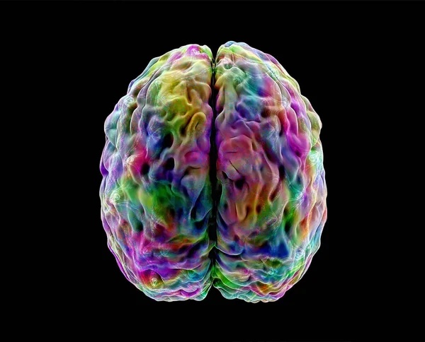 Attività Cerebrale Modello Cervello Umano Colorato Vista Alto Illustrazione — Foto Stock