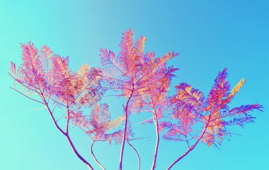 Açık mavi gökyüzü arkaplanındaki tek ağaç