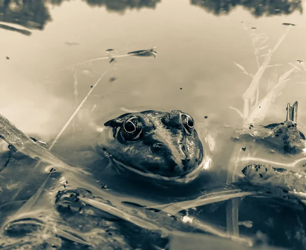 Žába Vodě Jezera Žába Pelophylax Ridibundus Přírodním Prostředí — Stock fotografie
