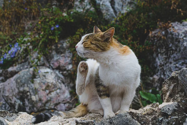 Yumuşak kırmızı ve beyaz kedi, sokak kedisi oturur, kaşınan kedi