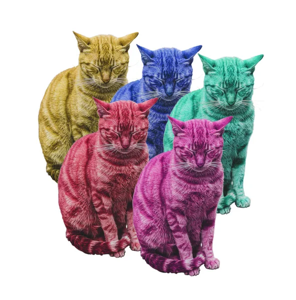 Пять Разноцветных Смешных Спящих Котов Белом — стоковое фото
