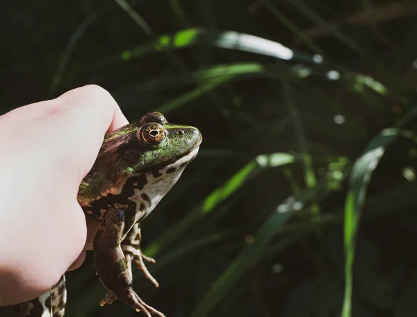 Chytil Jsem Ruce Žábu Druh Pelophylax Ridibundus Samici Největší Žábu — Stock fotografie