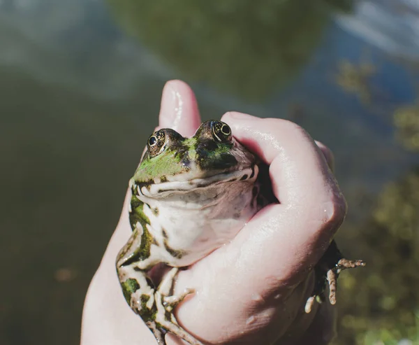 stock image Caught lake frog in the hand, species Pelophylax ridibundus, female, the largest frog in Russia