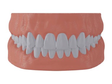 Düz dişli insan çenesi, doğru ısırık, 3 boyutlu görüntüleme