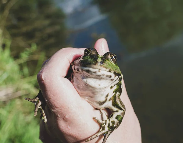 Caught Lake Frog Hand Species Pelophylax Ridibundus Female Largest Frog — Stock Photo, Image