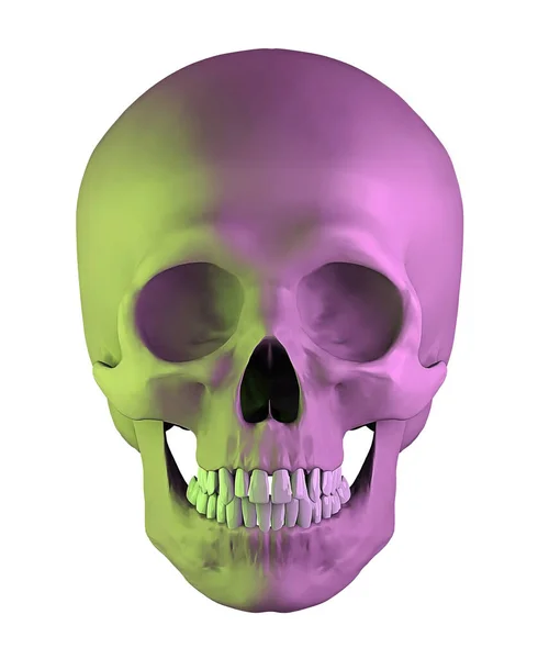 在白色背景下分离的人体解剖黄紫色头骨 3D渲染 — 图库照片
