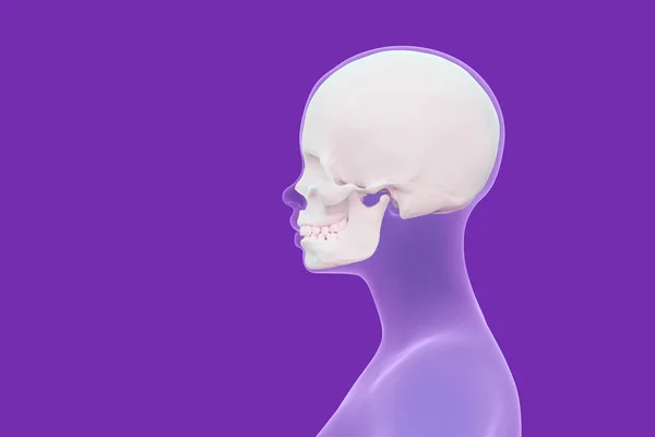 Вид Черепа Голове Человека Женское Сканирование Головы Профиль Фиолетовый Фон — стоковое фото