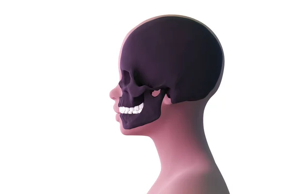 View Skull Human Head Female Head Profile Isolated White Render — Stock Photo, Image