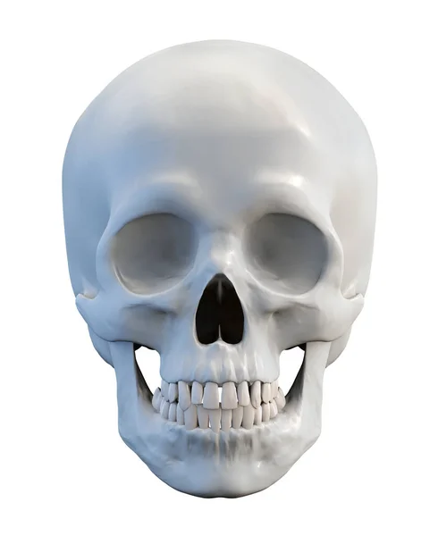 Klassieke Menselijke Anatomische Schedel Geïsoleerde Witte Achtergrond Render — Stockfoto