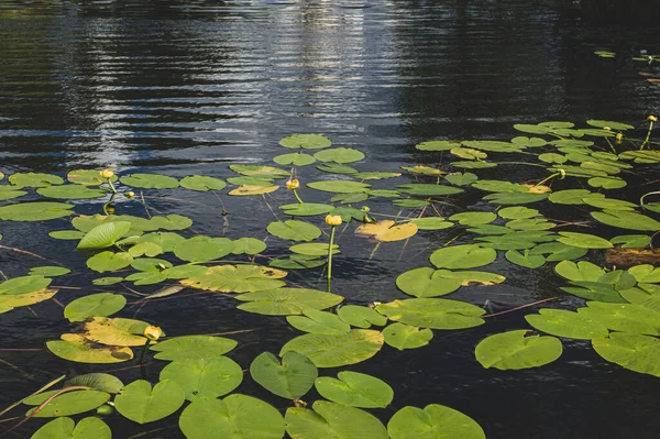 Žlutý Lotosový Květ Nebo Leknín Lotosové Listy Lotosový Pupen Jezírku — Stock fotografie