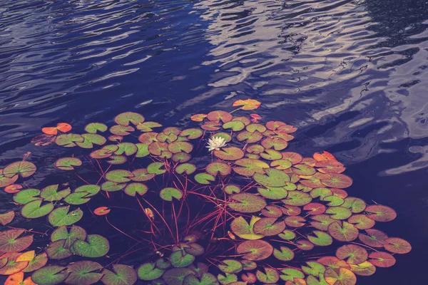 Flor Lótus Branco Lírio Água Folhas Lótus Botão Lótus Uma — Fotografia de Stock