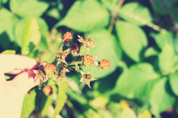 Raminho Jovem Bramble Imaturo Mão Amora Preta Crescer Parque Sokolniki — Fotografia de Stock