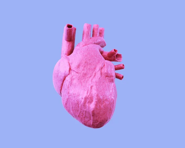Розовое человеческое сердце изолировано на синем фоне. 3d иллюстрация — стоковое фото