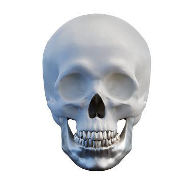 Metal alt çenesi ve izole edilmiş beyaz arka planda dişleri olan insan anatomik kafatası, çene implantı konsepti, ön görünüm, 3d oluşturma