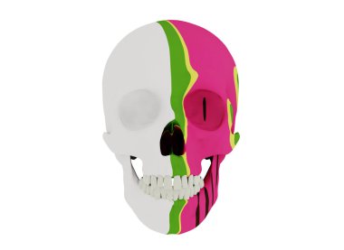 Karpuz kafatası beyaz, 3 boyutlu görüntüleme