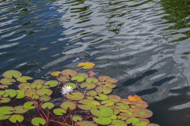 Beyaz nilüfer çiçeği veya nilüfer çiçeği. Gölette nilüfer yaprakları ve nilüfer tomurcuğu. Zaryadye Parkı, Moskova 'da Lotus mevsimi