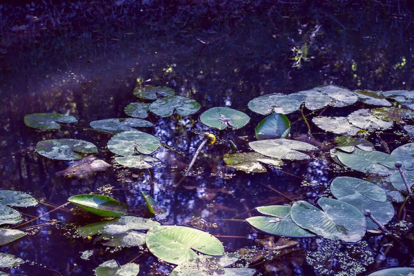 Žlutý Lotosový Květ Nebo Leknín Lotosové Listy Lotosový Pupen Jezírku — Stock fotografie