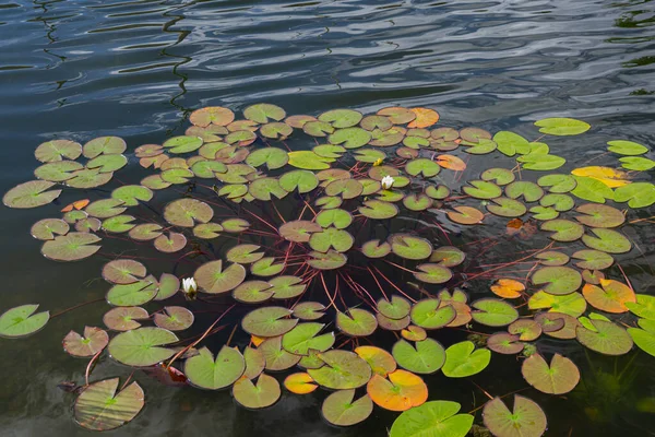 Weiße Lotusblume Oder Seerose Lotusblätter Und Lotusknospen Einem Teich Lotus — Stockfoto