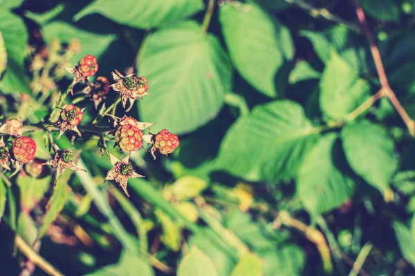 Selvagem Jovem Bramble Amora Crescem Parque Sokolniki Moscou — Fotografia de Stock