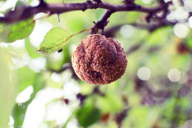 Bir dalda asılı duran çürük bir çürük elma