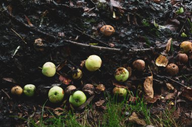 yeşil ve çürük elmalar sonbaharda çamurda yatar.