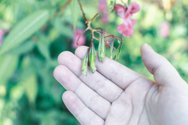 Himalaya merhem tohumları elinde. Yakın çekim fotoğrafı. Polis Miğferi Fabrikası, Bobby Tops, İstilacı Asyalı bitki türleri.