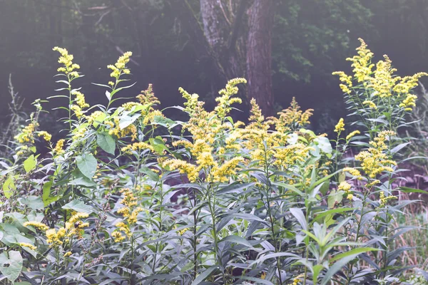 Bunga liar dari Solidago canadensis atau goldenrod akhir. Fokus selektif. Bunga negara bagian Kentucky dan Nebraska — Stok Foto
