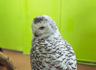 Karlı Baykuş 'un portresi - Bubo skandiacus - açık sarı gözler